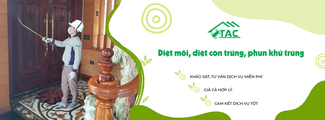 Banner diệt mối trần anh